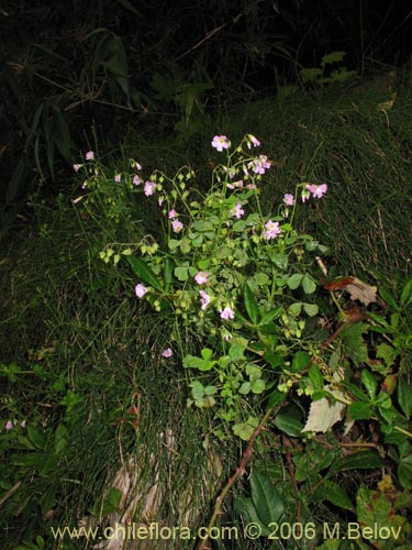 Imágen de Oxalis rosea (Culle rosado / Culle colorado / Culli / Vinagrillo). Haga un clic para aumentar parte de imágen.