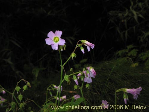 Image of Oxalis rosea (Culle rosado / Culle colorado / Culli / Vinagrillo). Click to enlarge parts of image.