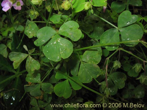 Фотография Oxalis rosea (Culle rosado / Culle colorado / Culli / Vinagrillo). Щелкните, чтобы увеличить вырез.