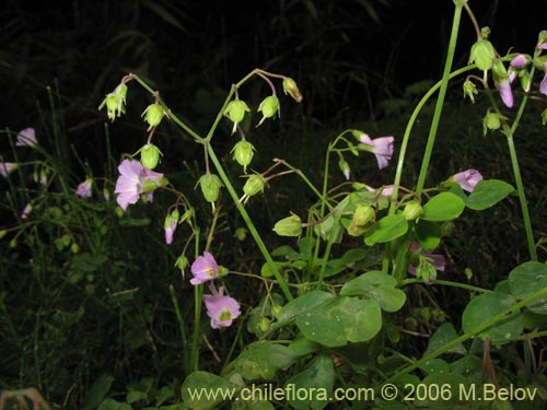 Фотография Oxalis rosea (Culle rosado / Culle colorado / Culli / Vinagrillo). Щелкните, чтобы увеличить вырез.