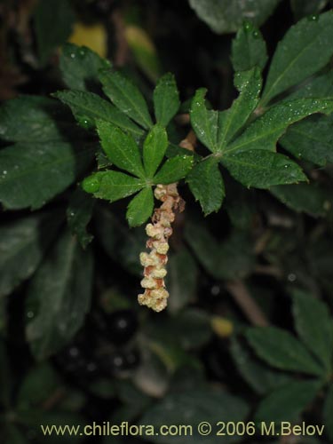 Image of Cissus striata (Voqui colorado). Click to enlarge parts of image.