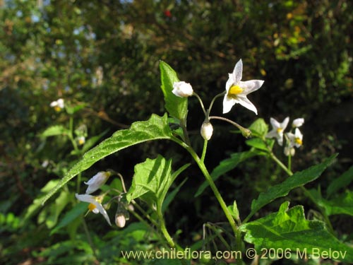 Фотография Solanum nigrum (Hierba negra / Tomatillo). Щелкните, чтобы увеличить вырез.