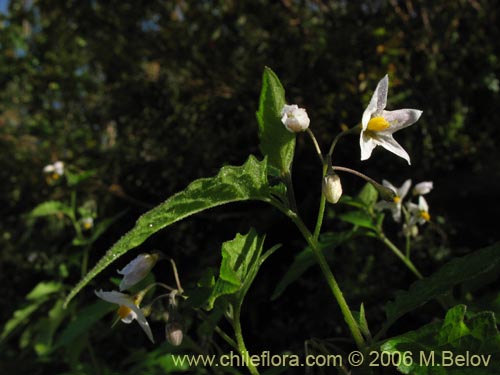 Фотография Solanum nigrum (Hierba negra / Tomatillo). Щелкните, чтобы увеличить вырез.