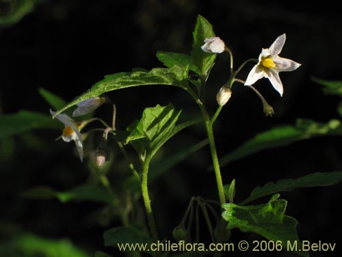 Image of Solanum nigrum (Hierba negra / Tomatillo). Click to enlarge parts of image.