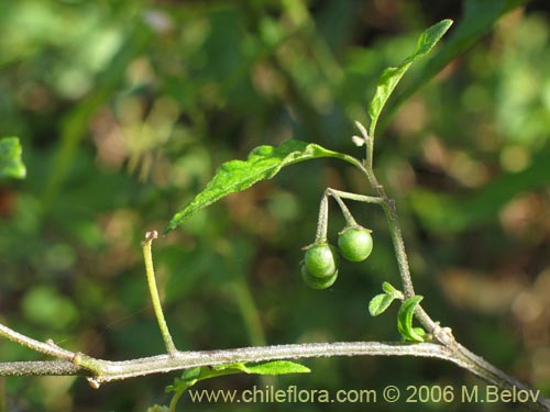 Image of Solanum nigrum (Hierba negra / Tomatillo). Click to enlarge parts of image.