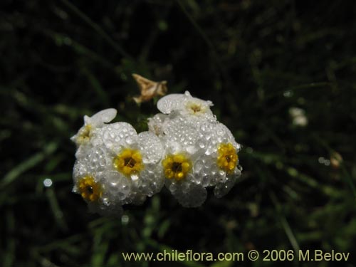 Boraginaceae sp. #3036の写真