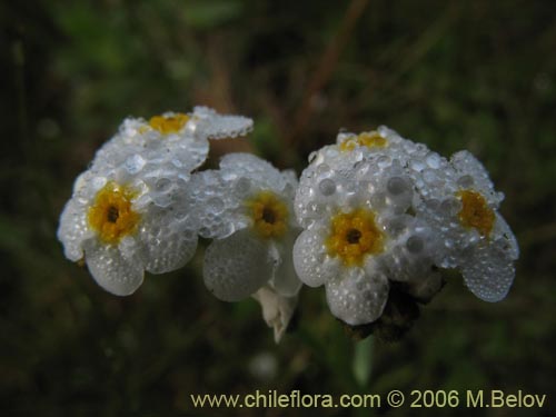 Boraginaceae sp. #3036の写真