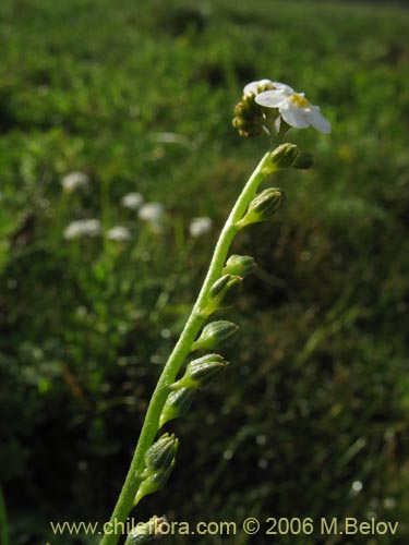 Boraginaceae sp. #3036の写真