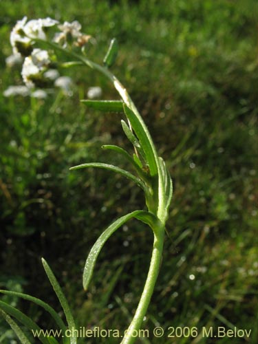 Bild von Boraginaceae sp. #3036 (). Klicken Sie, um den Ausschnitt zu vergrössern.