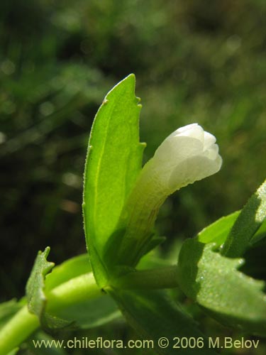 Фотография Gratiola peruviana (Contrayerba). Щелкните, чтобы увеличить вырез.