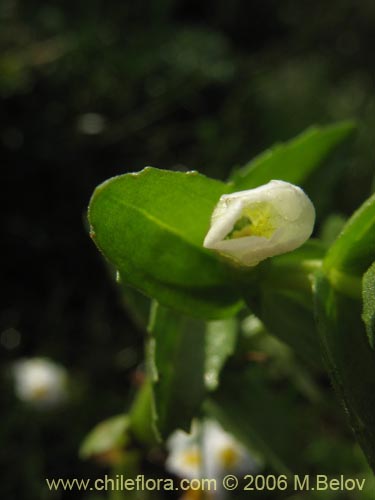 Imágen de Gratiola peruviana (Contrayerba). Haga un clic para aumentar parte de imágen.