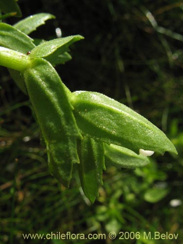 Bild von Gratiola peruviana (Contrayerba). Klicken Sie, um den Ausschnitt zu vergrössern.