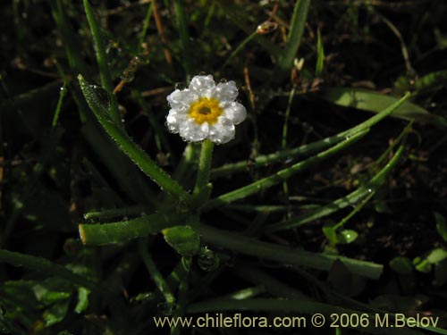 Image of Boraginaceae sp. #3036 (). Click to enlarge parts of image.
