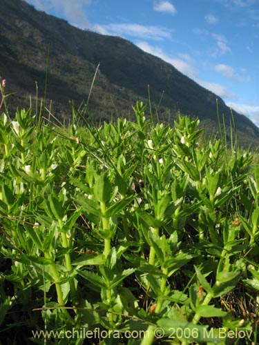 Imágen de Gratiola peruviana (Contrayerba). Haga un clic para aumentar parte de imágen.