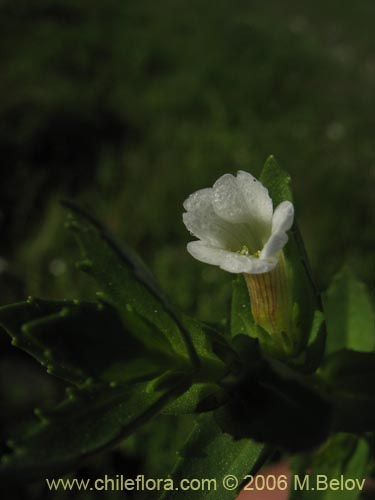 Gratiola peruvianaの写真