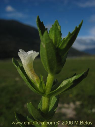 Gratiola peruviana의 사진