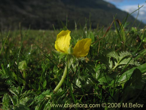 Image of Potentilla sp. #2357 (). Click to enlarge parts of image.