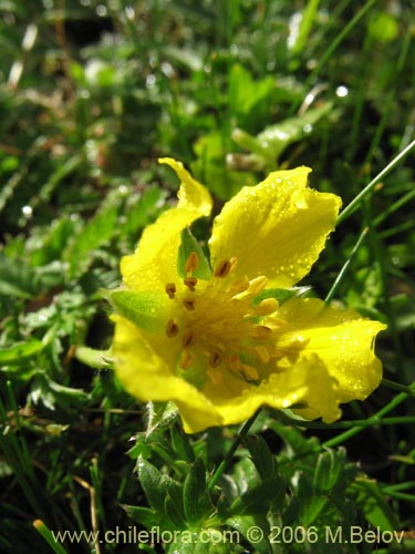 Image of Potentilla sp. #2357 (). Click to enlarge parts of image.