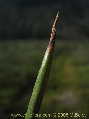 Imágen de Planta no identificada sp. #2307 (). Haga un clic para aumentar parte de imágen.