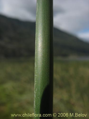 Imágen de Planta no identificada sp. #2307 (). Haga un clic para aumentar parte de imágen.