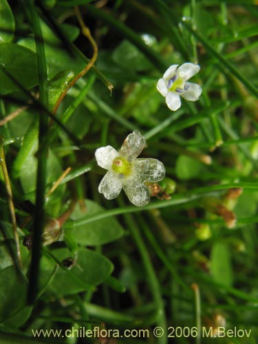 Image of Unidentified Plant sp. #2308 (). Click to enlarge parts of image.