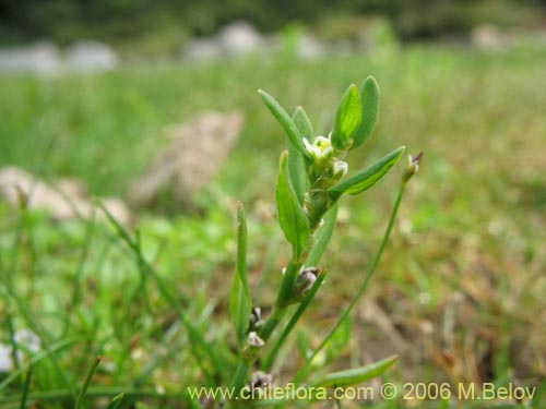 未確認の植物種 sp. #2308の写真