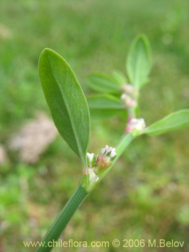 未確認の植物種 sp. #2308の写真