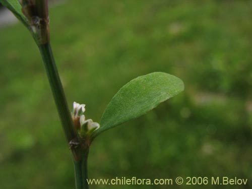 Imágen de Planta no identificada sp. #2308 (). Haga un clic para aumentar parte de imágen.