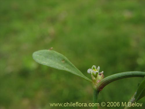 未確認の植物種 sp. #2308の写真