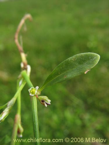 Image of Unidentified Plant sp. #2308 (). Click to enlarge parts of image.