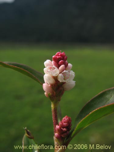 Bild von Polygonum sp. #1565 (). Klicken Sie, um den Ausschnitt zu vergrössern.