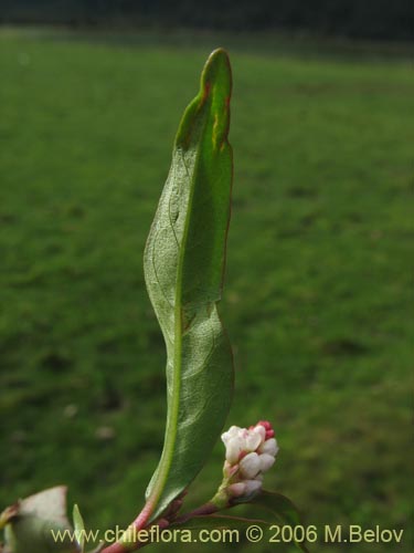 Polygonum sp. #1565の写真