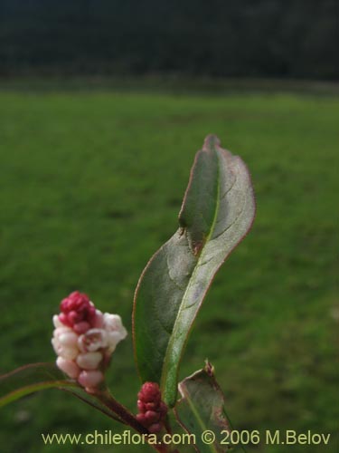 Imágen de Polygonum sp. #1565 (). Haga un clic para aumentar parte de imágen.