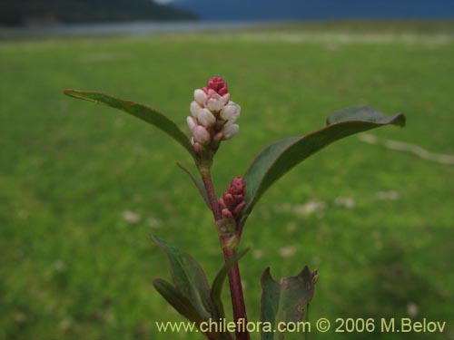 Image of Polygonum sp.   #1565 (). Click to enlarge parts of image.