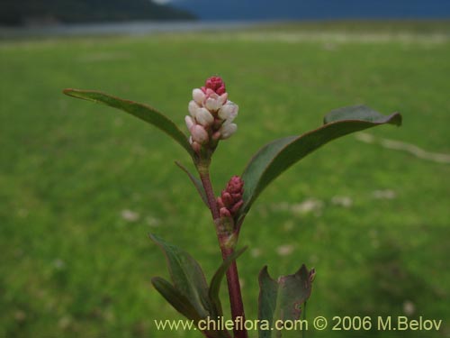 Polygonum sp. #1565의 사진