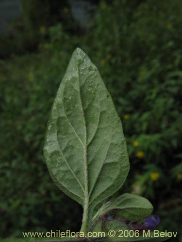 Prunella vulgarisの写真