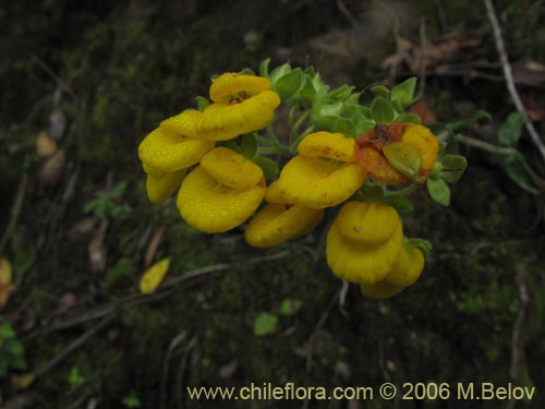 Bild von Calceolaria dentata ssp. araucana (Capachito). Klicken Sie, um den Ausschnitt zu vergrössern.