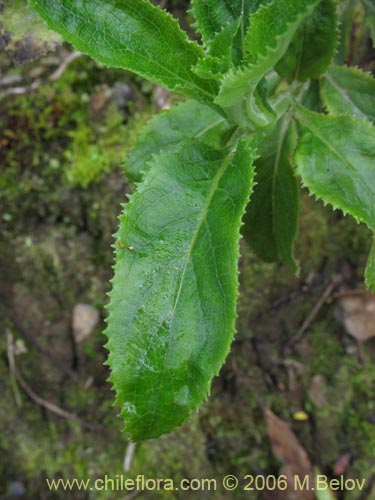 Image of Calceolaria dentata ssp. araucana (Capachito). Click to enlarge parts of image.