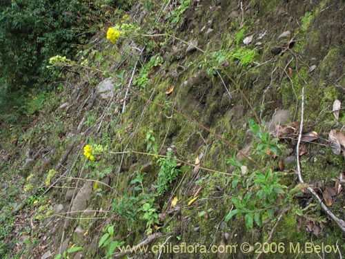 Image of Calceolaria dentata ssp. araucana (Capachito). Click to enlarge parts of image.