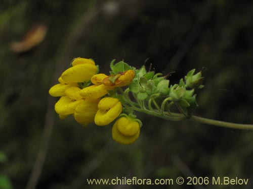 Image of Calceolaria dentata ssp. araucana (Capachito). Click to enlarge parts of image.