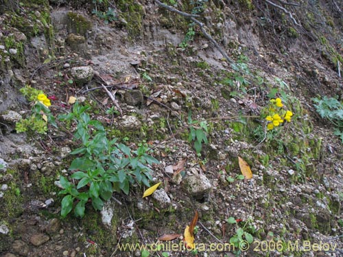 Image of Calceolaria dentata ssp. araucana (Capachito). Click to enlarge parts of image.