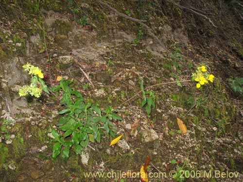 Calceolaria dentata ssp. araucanaの写真