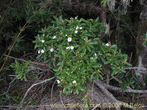 Image of Drimys andina (Canelo enano / Canelo andino). Click to enlarge parts of image.