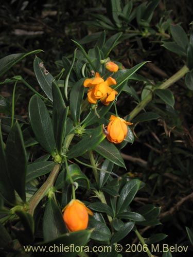 Image of Berberis trigona (Calafate / Michay). Click to enlarge parts of image.