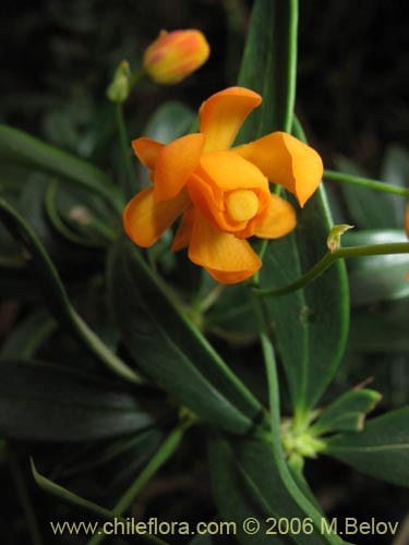 Imágen de Berberis trigona (Calafate / Michay). Haga un clic para aumentar parte de imágen.