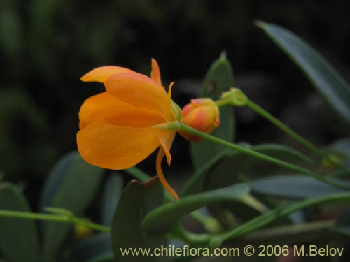 Imágen de Berberis trigona (Calafate / Michay). Haga un clic para aumentar parte de imágen.