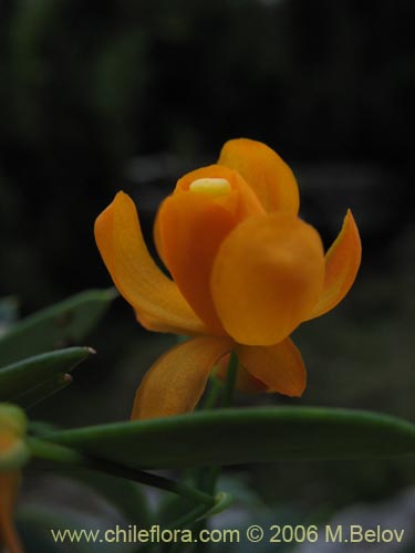 Imágen de Berberis trigona (Calafate / Michay). Haga un clic para aumentar parte de imágen.