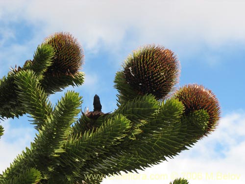 Фотография Araucaria araucana (Araucaria / Pehuén / Piñonero). Щелкните, чтобы увеличить вырез.