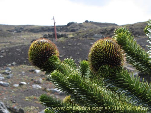 Фотография Araucaria araucana (Araucaria / Pehuén / Piñonero). Щелкните, чтобы увеличить вырез.