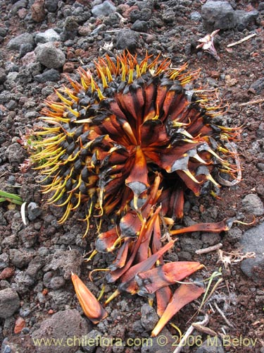 Bild von Araucaria araucana (Araucaria / Pehuén / Piñonero). Klicken Sie, um den Ausschnitt zu vergrössern.